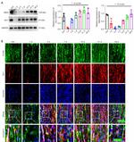 MAG Antibody in Western Blot (WB)