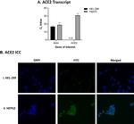 ACE2 Antibody in Immunocytochemistry (ICC/IF)