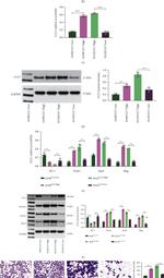 ZO-1 Antibody in Western Blot (WB)