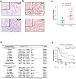 INHBB Antibody in Immunohistochemistry (IHC)