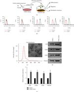 CD44H Antibody in Flow Cytometry (Flow)