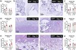 CD11c Antibody in Immunohistochemistry (IHC)