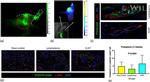 Podoplanin Antibody in Immunohistochemistry (IHC)