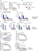 FAS Antibody in Flow Cytometry (Flow)