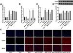 S1P1 Antibody in Immunohistochemistry (IHC)