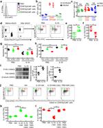 CD326 (EpCAM) Antibody in Flow Cytometry (Flow)