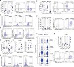 CD4 Antibody in Flow Cytometry (Flow)