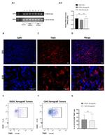 CD11b Antibody in Flow Cytometry (Flow)