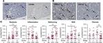 CD11c Antibody in Immunohistochemistry (IHC)