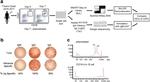 CD27 Antibody in Flow Cytometry (Flow)