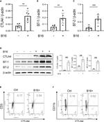 CD152 (CTLA-4) Antibody in Flow Cytometry (Flow)