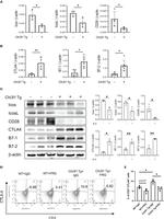 CD152 (CTLA-4) Antibody in Flow Cytometry (Flow)