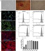 CD29 (Integrin beta 1) Antibody in Immunocytochemistry (ICC/IF)