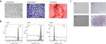 CD29 (Integrin beta 1) Antibody in Flow Cytometry (Flow)