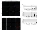 CD41a Antibody in Flow Cytometry (Flow)