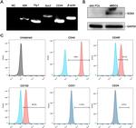 CD105 (Endoglin) Antibody in Flow Cytometry (Flow)