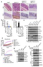 CD45 Antibody in Immunohistochemistry (IHC)