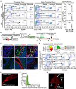 CD49f (Integrin alpha 6) Antibody in Flow Cytometry (Flow)