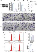 CD163 Antibody in Flow Cytometry (Flow)