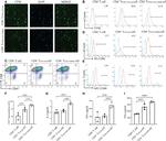 CD69 Antibody in Flow Cytometry (Flow)