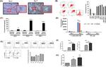 CD86 (B7-2) Antibody in Flow Cytometry (Flow)