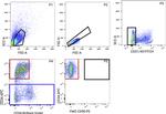 CD90 (Thy-1) Antibody in Flow Cytometry (Flow)