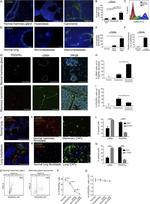 CD140a (PDGFRA) Antibody in Immunohistochemistry (IHC)