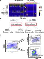 CD140a (PDGFRA) Antibody in Flow Cytometry (Flow)