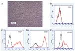 Ly-6A/E (Sca-1) Antibody in Flow Cytometry (Flow)