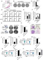 IL-2 Antibody in Flow Cytometry (Flow)