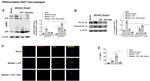 IL-1 beta (Pro-form) Antibody in Western Blot (WB)