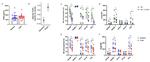 IFN gamma Antibody in Flow Cytometry (Flow)