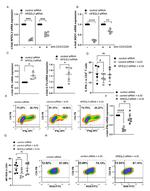 IFN gamma Antibody in Flow Cytometry (Flow)