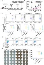 TNF alpha Antibody in Flow Cytometry (Flow)