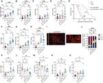 TNF alpha Antibody in Flow Cytometry (Flow)