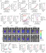 Granzyme B Antibody in Flow Cytometry (Flow)