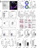 CD278 (ICOS) Antibody in Flow Cytometry (Flow)