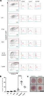 LYVE1 Antibody in Flow Cytometry (Flow)