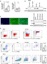 Hemopexin Antibody in Flow Cytometry (Flow)