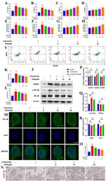 CD206 (MMR) Antibody in Flow Cytometry (Flow)