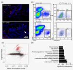 Podoplanin Antibody in Flow Cytometry (Flow)