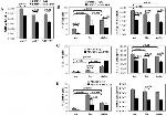 IL-17A Antibody in Flow Cytometry (Flow)