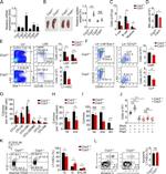 CD34 Antibody in Flow Cytometry (Flow)