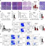 CD34 Antibody in Flow Cytometry (Flow)