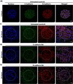 CD324 (E-Cadherin) Antibody in Neutralization (Neu)