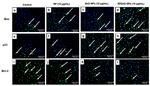 Bax Antibody in Immunocytochemistry (ICC/IF)