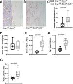 Endomucin Antibody in Immunohistochemistry (IHC)