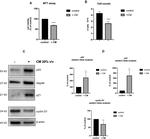 Cyclin D1 Antibody in Western Blot (WB)