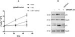 p21 (WAF1, Cip1) Antibody in Western Blot (WB)