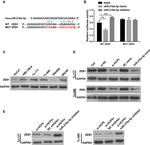 ZEB1 Antibody in Western Blot (WB)